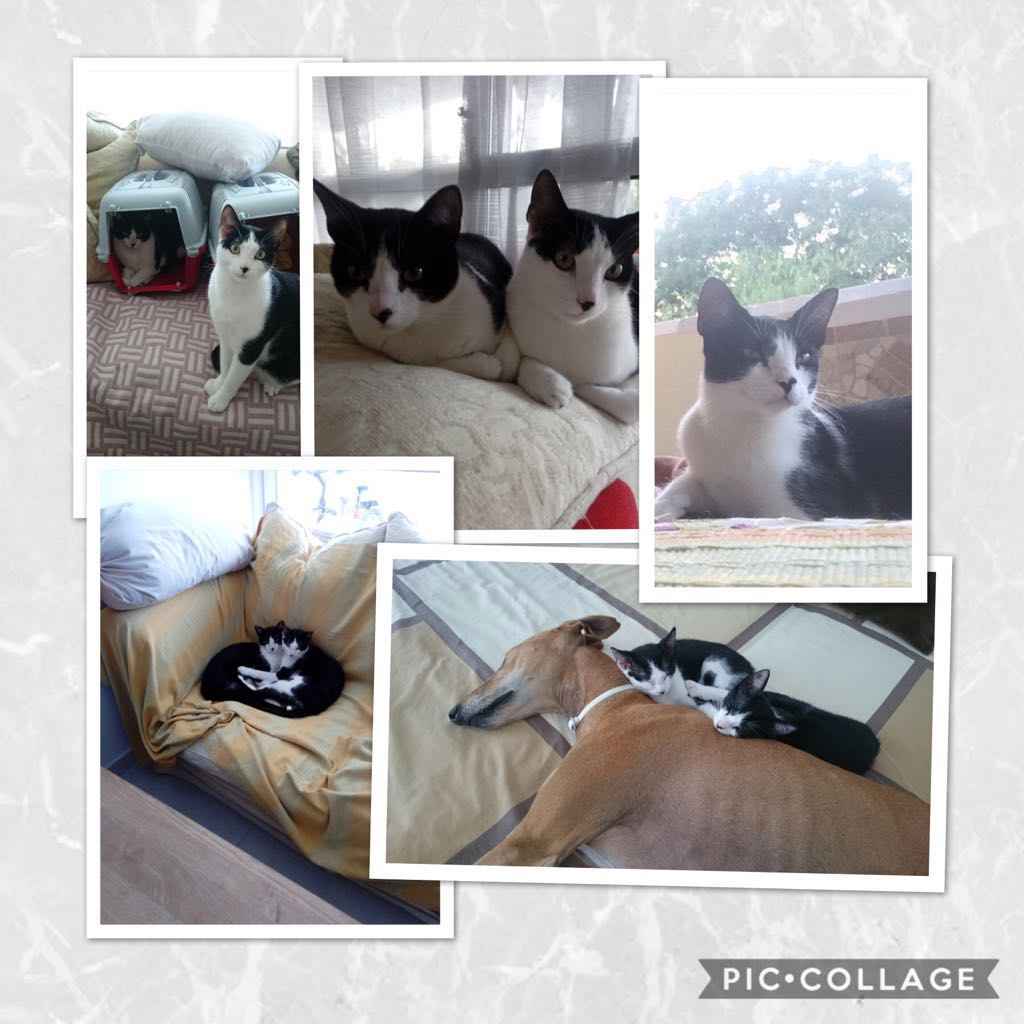 Image Title My Image